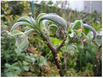 Flower (Flower scientific name) for planting in garden